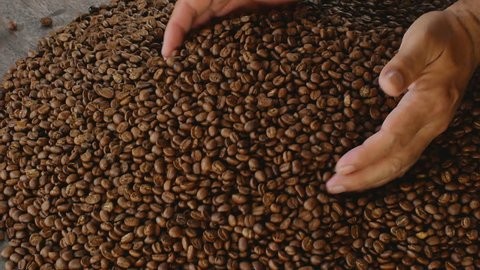 Jangan Sampai Salah, Ini Perbedaan Kopi Arabika dan Robusta!